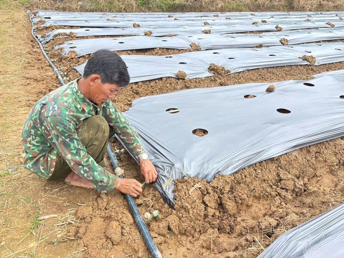 Anh Nguyễn Văn Bắc, thôn A1, xã Thanh Yên kiểm tra hệ thống tưới nhỏ giọt.