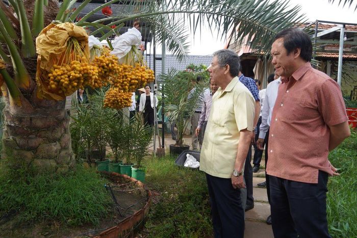 Đồng chí Ngô Chí Cường, Ủy viên Ban Chấp hành Trung ương Đảng, Bí thư Tỉnh ủy, Chủ tịch HĐND tỉnh khảo sát vườn trồng chà là thuộc phường Hồng Ngự.