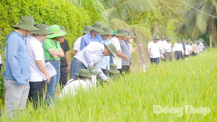 Đại biểu khảo sát ruộng lúa trồng thực nghiệm các giống lúa mới của Đại học Cần Thơ tại ấp Tân Hội Đông, xã Tân Hương.