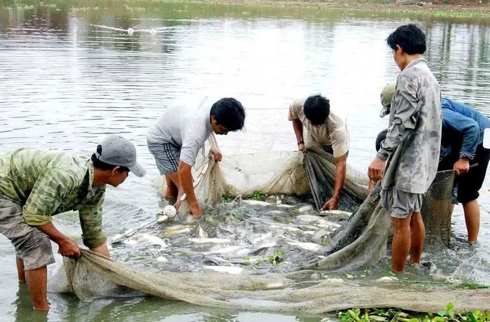 Tỉnh đang khuyến khích người dân ứng dụng công nghệ tiên tiến trong nuôi thủy sản. Ảnh: Đức Thuỵ