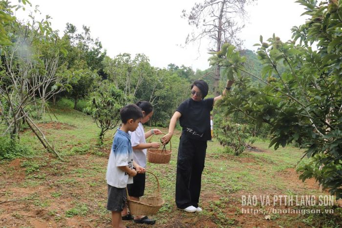 Du khách trải nghiệm thu hoạch quả dẻ chín tại vườn trên địa bàn phường Lương Văn Tri
