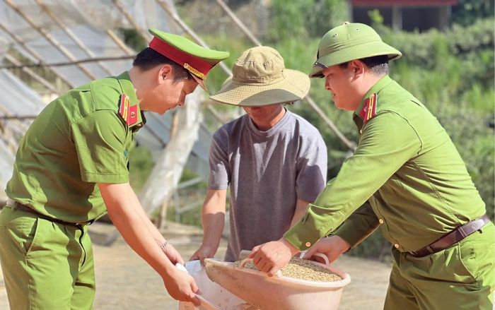 Giúp dân thu hoạch lúa. (Ảnh: CTV)