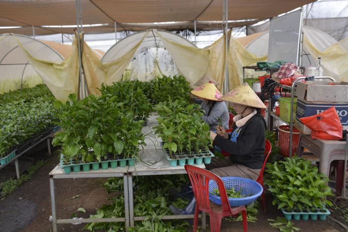 Chị Hoàng Kim Thơ, tổ dân phố 8, phường Bắc Gia Nghĩa cho biết sẽ chú trọng thực hiện tốt hơn các yêu cầu về tiêu chuẩn cơ sở có cây đầu dòng