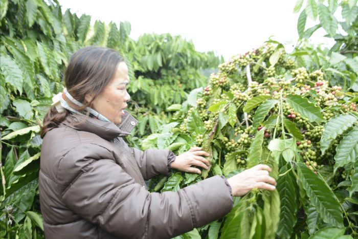Vườn cà phê đã được ngành chức năng công nhận vườn đầu dòng của bà Trần Thị Kim Mỹ, xã Thuận An