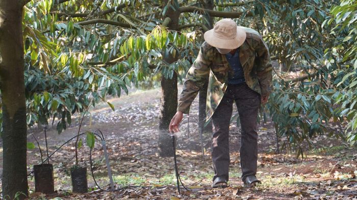 Tưới nước thông minh giải pháp ứng phó khô hạn mùa khô