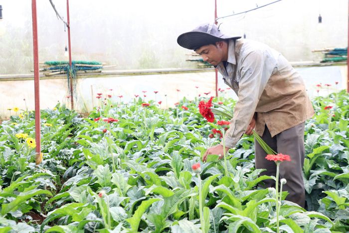 Nhiều hộ đồng bào tại Tổ dân phố Tà Nung 6, phường Cam Ly - Đà Lạt tích cực áp dụng khoa học kỹ thuật vào sản xuất nông nghiệp để nâng cao thu nhập, cải thiện đời sống