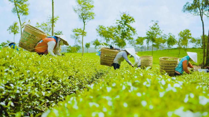 Những nương chè xanh ngát tại B’Lao, nơi nguồn gen chè hạt truyền thống vẫn được gìn giữ qua gần một thế kỷ để phục vụ cho các dòng trà thủ công đậm vị