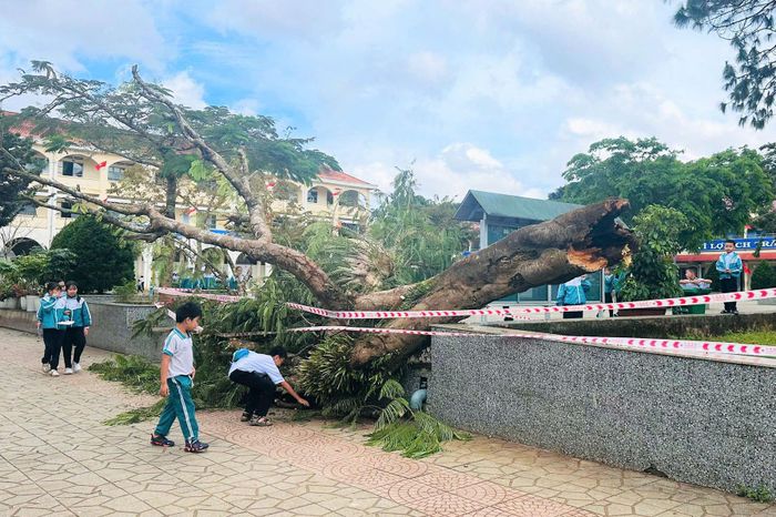 Cây phượng cổ thụ bật gốc ngã đổ tại sân Trường Tiểu học Nguyễn Trãi, Phường 2 Bảo Lộc năm 2025