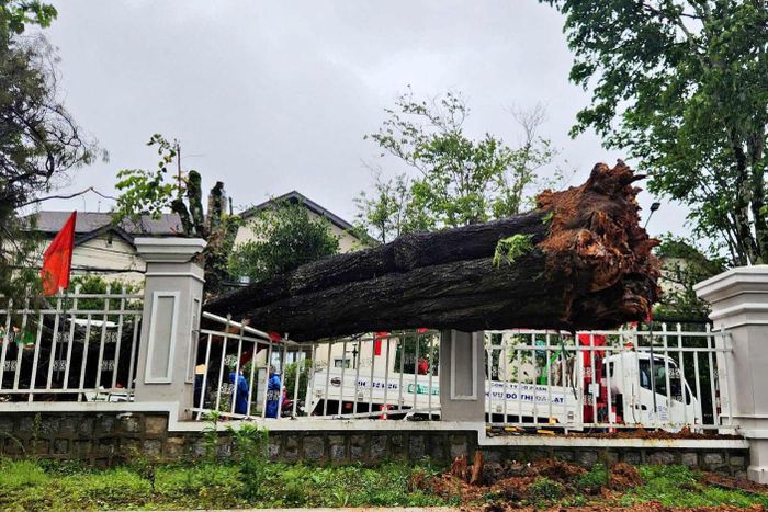 Mùa mưa bão, rất nhiều cây cổ thụ ở khu vực Đà Lạt bị ngã đổ
