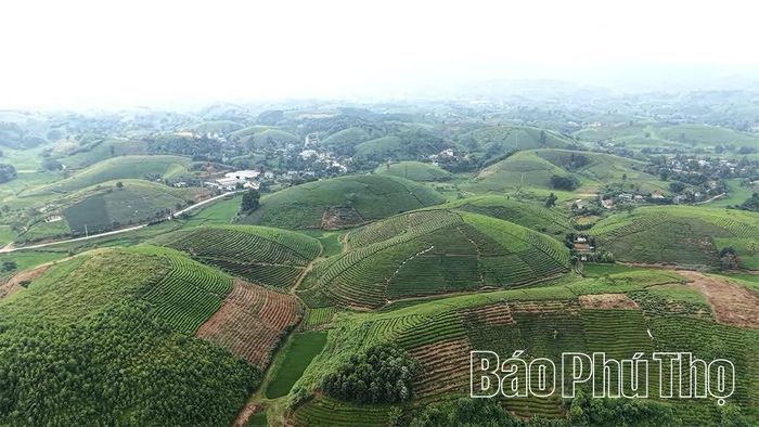 Xã Minh Đài đang duy trì hơn 2.263 ha chè, trong đó, khoảng 2.223 ha đang cho sản phẩm.