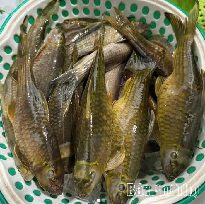 Cá sứt là loài cá nhỏ, con to chỉ cỡ ngón chân cái, hình dạng giống cá trôi, trắm cỏ, đẻ trứng theo mùa, sống dọc theo các suối và thác nhỏ nơi vùng cao. 