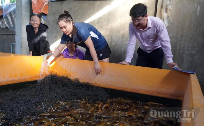 Mô hình nuôi lươn không bùn của hộ bà Đặng Thị Mỹ Linh (tổ dân phố Đức Ninh 1), ngày càng phát triển - Ảnh: H.Tr