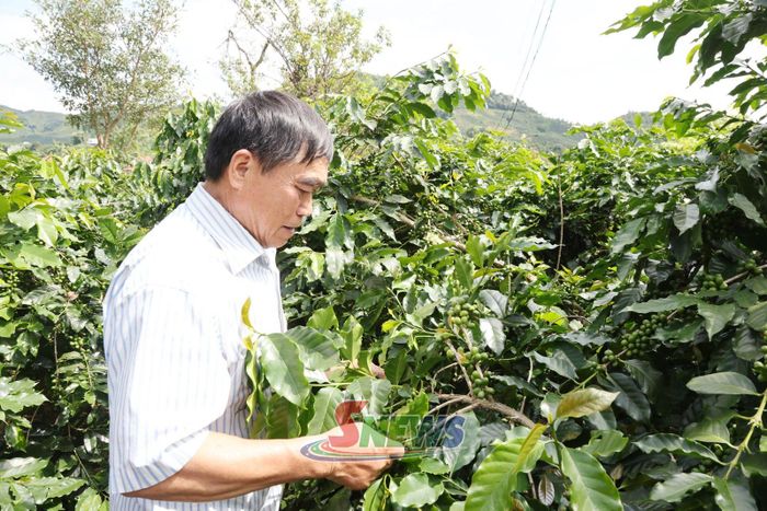 Nông dân bản Đen kiểm tra diện tích cây cà phê