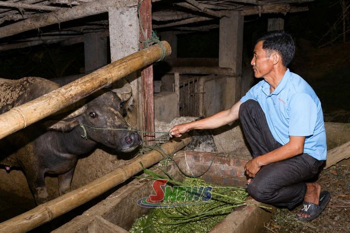 Nuôi gia súc nhốt chuồng của nhân dân bản Nong É.