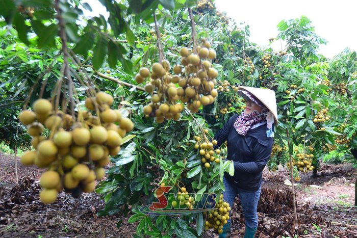 Nông dân bản Pha Cúng, xã Lóng Phiêng thu hoạch nhãn.