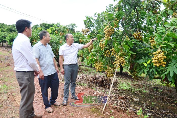 Cán bộ xã Lóng Phiêng hướng dẫn người dân chăm sóc nhãn.