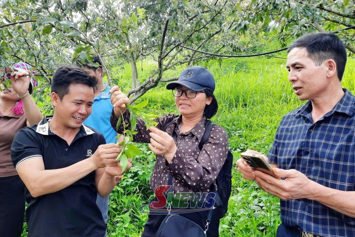 Các học viên thực hành kỹ thuật cắt tỉa và nhận biết sâu bệnh của cây mận.