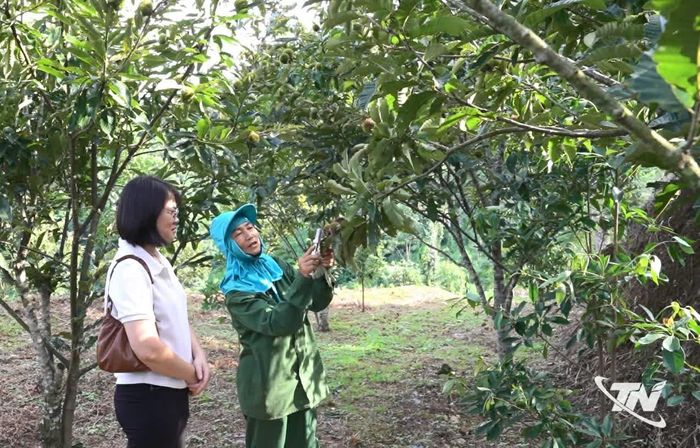 Du khách trải nghiệm, tham quan vườn dẻ tại xã Ngân Sơn.