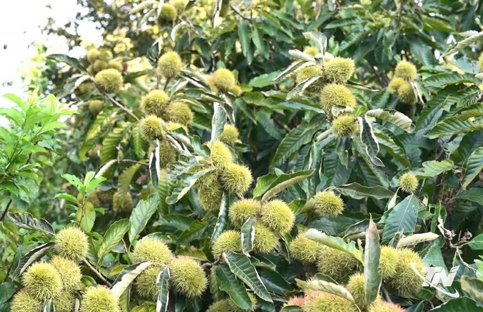 Hạt dẻ Ngân Sơn từng bước được chuẩn hóa quy trình sản xuất.