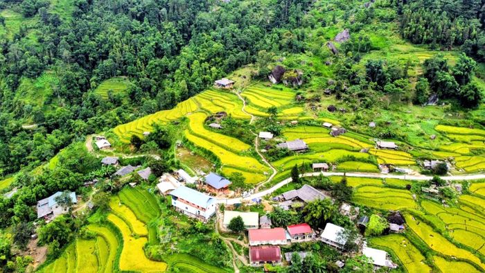 Những thửa ruộng bậc thang xã Nậm Dịch đang ngả vàng, người dân háo hức chờ mùa lúa chín.
