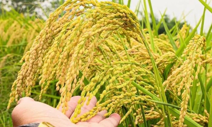 Giá lúa tươi Đài Thơm 8 và OM 34 hôm nay tăng 100 đồng/kg. Ảnh minh họa