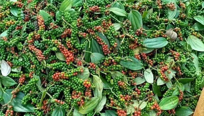 Giá tiêu hôm nay đứng yên. Ảnh minh họa