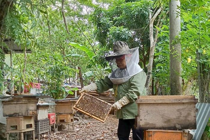 Công việc nuôi ong trở nên bài bản hơn sau khi phụ nữ tại địa phương được tập huấn, hỗ trợ thông tin. Ảnh: NVCC