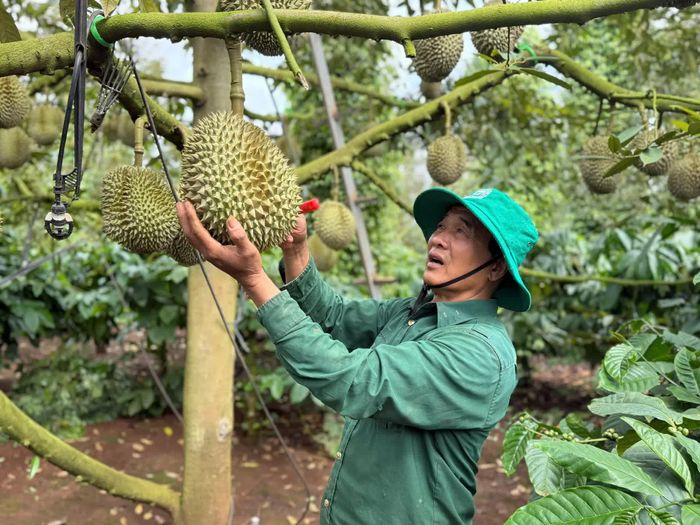 Tỉnh Đắk Lắk có khoảng 45.000 ha sầu riêng, dự kiến sản lượng năm 2026 đạt 500.000 tấn.