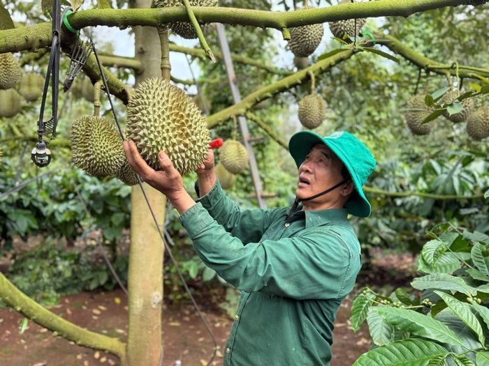Sầu riêng Đắk Lắk muốn đi xa, không thể chỉ bán quả tươi