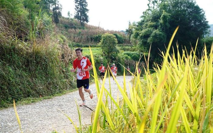 Giải chạy bộ 10 km "Giữa sắc vàng mùa lúa chín" ở Bắc Hà. Ảnh: Nguyễn Thủy