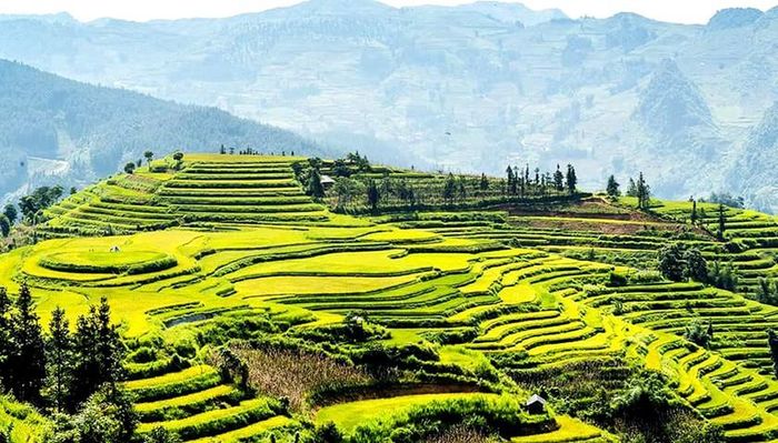 Ruộng bậc thang Bắc Hà mùa lúa chín. Ảnh: Nguyễn Thủy