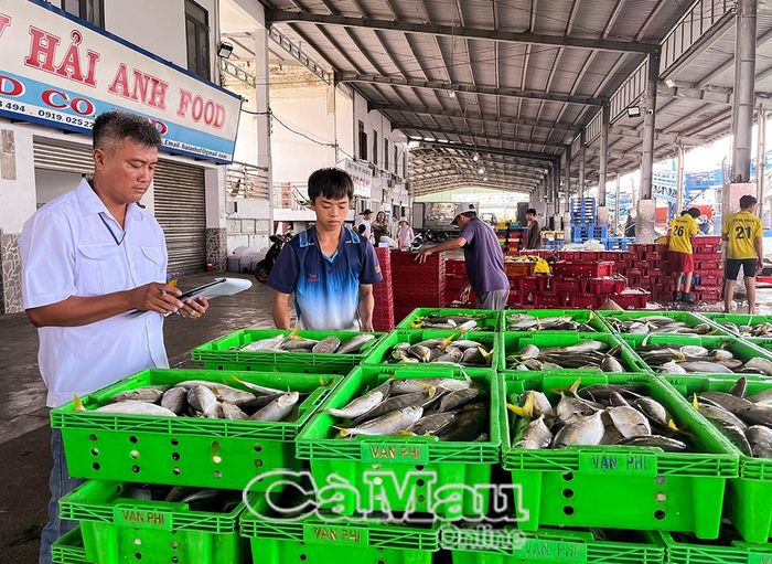 Nhân viên Cảng cá Sông Ðốc kiểm tra, đối chiếu sản lượng cá khi vào cảng với dữ liệu khai báo trên phần mềm điện tử.