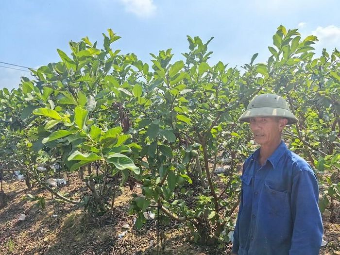 Vườn ổi của ông Dương văn Tam. Ảnh: Duy Tùng