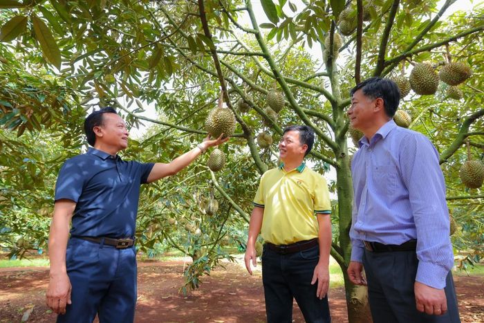  Hình ảnh: PGS.TS. Nguyễn Văn Nam (Phó Hiệu trưởng Trường Đại học Tây Nguyên) đánh giá cao kết quả từ mô hình sử dụng Phân bón Cà Mau 