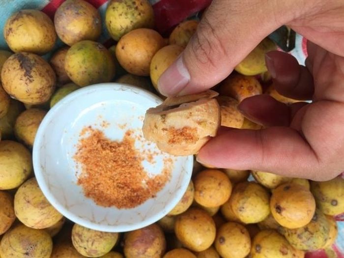 Sấu chín có hương vị chua ngọt dễ chịu. (Ảnh: Vietnam News)
