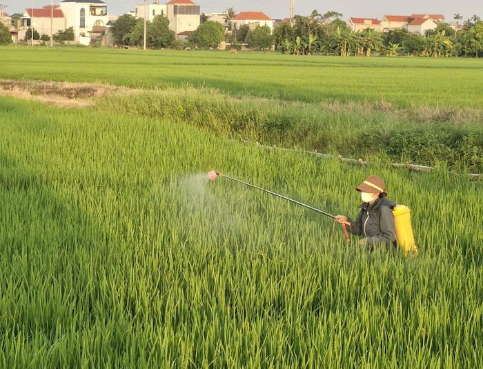 Người dân xã Phú Xuyên chủ động phun thuốc phòng trừ sâu bệnh gây hại trên cây lúa vụ mùa. Ảnh: PV