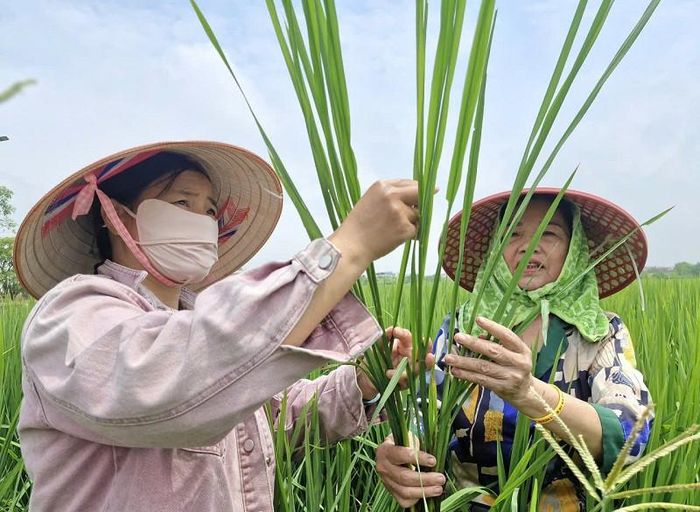 Cán bộ chuyên môn Trung tâm Dịch vụ tổng hợp xã Phú Xuyên tuyên truyền, hướng dẫn người dân phát hiện và xử lý kịp thời sâu bệnh gây hại trên cây lúa vụ mùa. Ảnh: PV