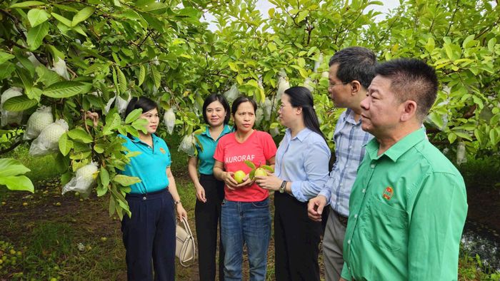 Chủ tịch Hội Nông dân thành phố Hà Nội Phạm Hải Hoa thăm mô hình của Hợp tác xã Dịch vụ nông nghiệp Khánh Phong, xã Yên Lãng. Ảnh: Ánh Ngọc
