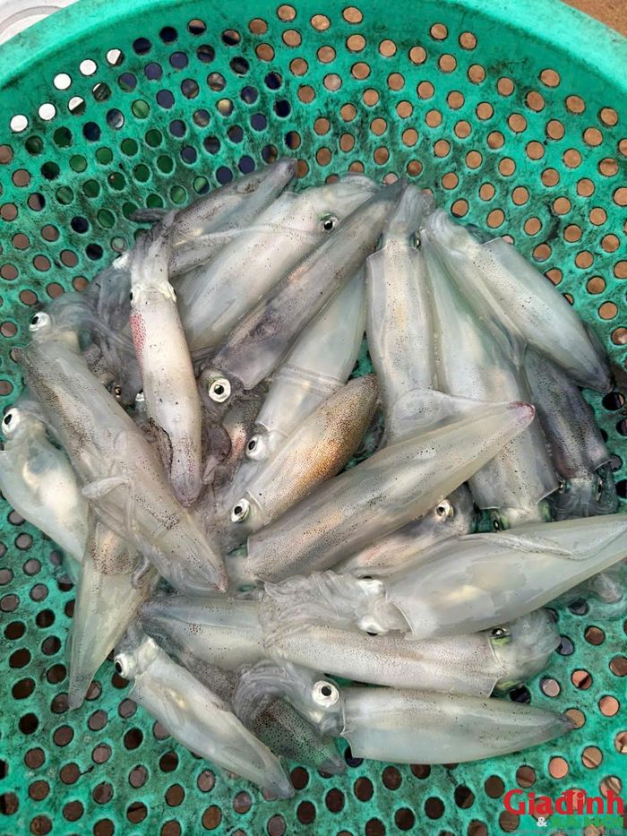 Sau nhiều giờ lênh đênh, những con mực tươi được đưa lên thuyền và bảo quản để giữ chất lượng. (Ảnh: Song Hoàng)
