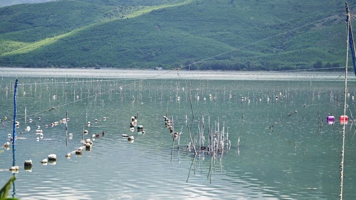 Theo ghi nhận, trên mặt đầm hiện vẫn có một số khu vực tập trung hệ thống cọc tre, gỗ, dây giăng và các vật liệu phục vụ nuôi hàu. Tại khu vực ven đầm, những đống vỏ hàu được tập kết với số lượng lớn, có nơi trải thành từng bãi sát mép nước. Ảnh: H.Dũng.