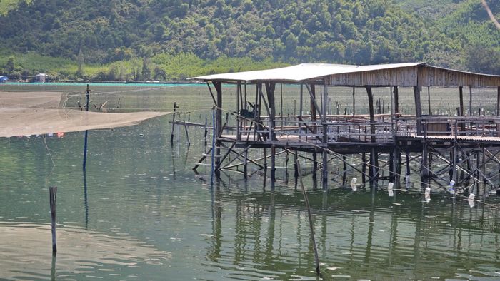 Ngoài hệ thống cọc nuôi, tại một số khu vực còn có chòi, nhà tạm và các kết cấu bằng gỗ dựng trên mặt nước. Dây, lưới và vật liệu phục vụ nuôi trồng được giăng mắc, khiến một số vùng mặt đầm có mật độ vật cản khá cao. Ảnh: H.Dũng.