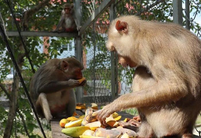 Ở khu vực nuôi dưỡng và phục hồi sức khỏe động vật của Trung tâm Bảo tồn voi, cứu hộ động vật và bảo vệ rừng Đắk Lắk, từng cá thể đều được cung cấp đầy đủ thức ăn. Ảnh: L.Dũng.