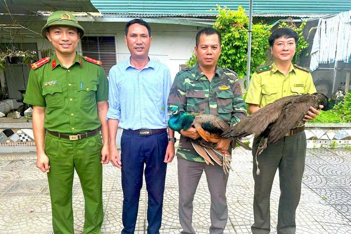 Anh Đặng Đình Thuyết cùng đại diện chính quyền xã Anh Sơn và Hạt Kiểm lâm Anh Sơn bàn giao 2 cá thể công cho Vườn Quốc gia Pù Mát để chăm sóc. Ảnh: NT