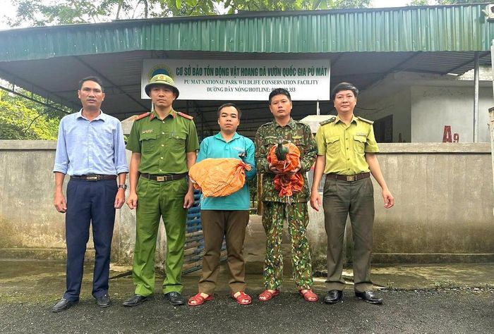 Trước đó, trong lúc làm đồng anh Thuyết phát hiện 2 cá thể công sau đó bàn giao cho cơ quan chức năng để được cứu hộ, chăm sóc. Ảnh: NT