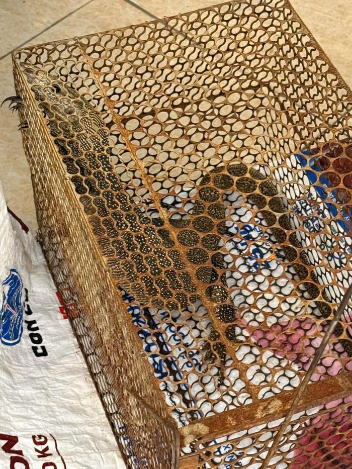 Công an xã Quỳnh Lưu cũng tiếp nhận một cá thể kỳ đà vân nặng khoảng 3,5kg do một người dân cùng xã phát hiện và giao nộp.