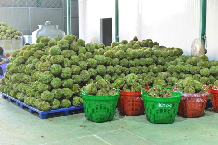 Sầu riêng là cây trồng quan trọng của ngành hàng trồng trọt Việt Nam. Ảnh; TP