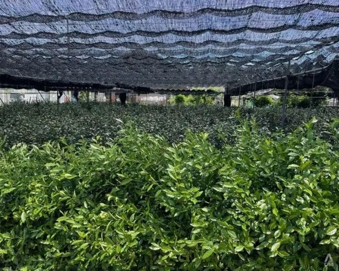  Cây trà được trồng dưới bóng râm tại một trang trại ở Nhật Bản, một kỹ thuật được sử dụng để trồng lá chè tencha để làm matcha. 