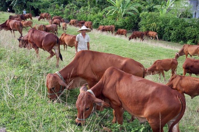 Thịt bò ăn cỏ có ưu thế về một số thành phần dinh dưỡng. Ảnh: thiennhienmoitruong.