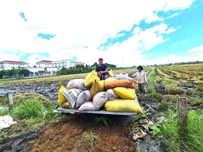 Sản xuất lúa gạo phục vụ xuất khẩu là một trong những thế mạnh của TP. Cần Thơ