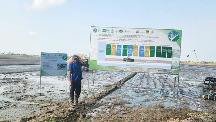 Giai đoạn 2026-2030, TP. Cần Thơ đẩy mạnh phát triển lúa sạch, giảm phát thải lên hơn 170.000ha